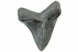 Serrated, Fossil Megalodon Tooth - South Carolina #306278-1